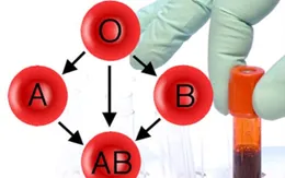 Truyền máu và nguyên tắc trong an toàn truyền máu